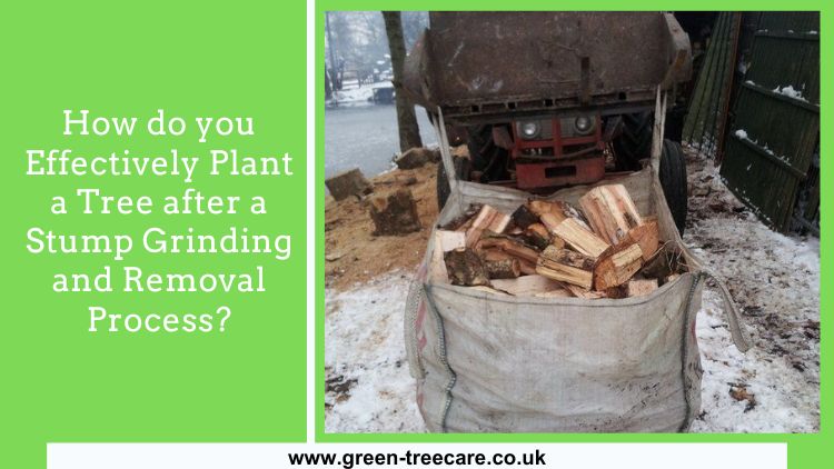 How do you Effectively Plant a Tree after a Stump Grinding and Removal Process?